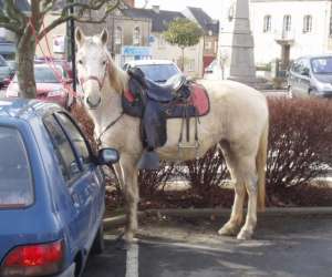 photo Le haras de kita Guipry 3599