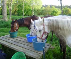 photo Le haras de kita Guipry 3593