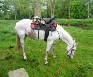 photo Le haras de kita Guipry 3596