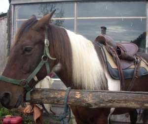 photo Le haras de kita Guipry 3597