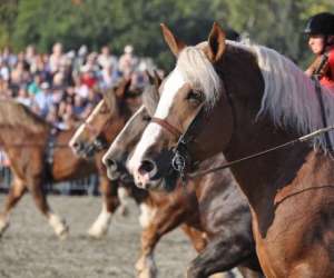 Haras National De Lamballe