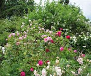 photo Jardins de kerusten Ploerdut 8164