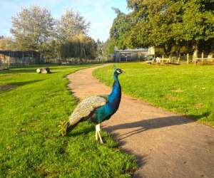 Parc Animalier La Pommeraie, Finistre