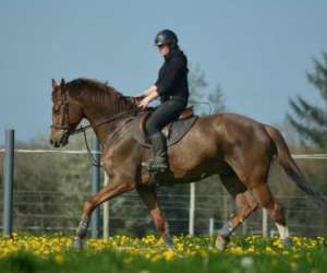 photo Centre questre - poney-club horse solution Jugon Les Lacs 9856