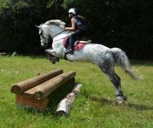 photo Centre questre - poney-club horse solution Jugon Les Lacs 9860
