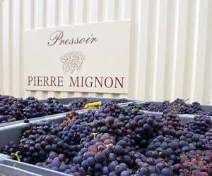 photo Champagne pierre mignon Le Breuil 2762