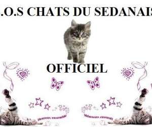 Sos Chats Du Sedanais