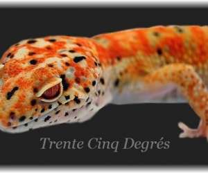 Trente Cinq Degrés Trente Cinq Degrés