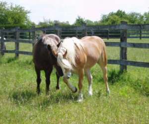 Equitation, Centre Equestre Du Gte Loisirs Mery