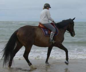 Les  Ecuries De  Iorga   -  Centre Equestre