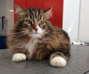photo Salon toilettage canicat Tinqueux 4469