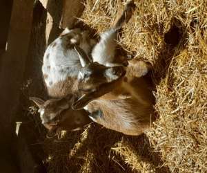 photo Moulin barbotte Nesle La Reposte 4719