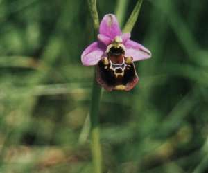 photo L'orchidee home Roches Bettaincourt 2841