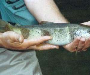 photo Stage de peche jura Champagne Sur Loue 3462