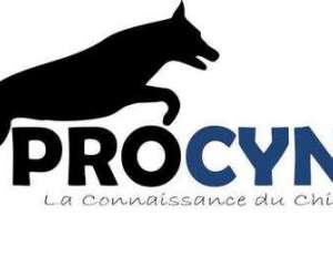 Procyno