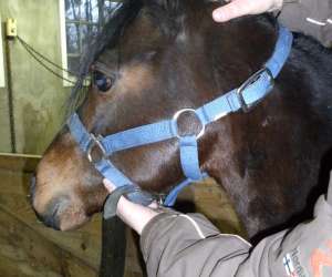 Carole    Debus  Ostopathe Equin Et Canin