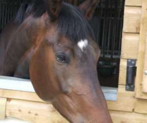 photo Centre equestre la cravache Maiche 2758