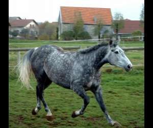 photo Centre equestre la cravache Maiche 2759