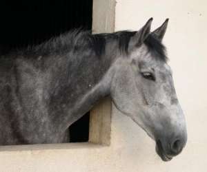 photo Centre equestre la cravache Maiche 2760