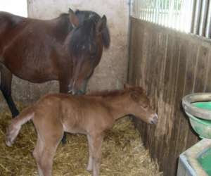 photo Centre equestre la cravache Maiche 2761