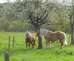 photo La ferme du pre fleuri Sermentizon 2379