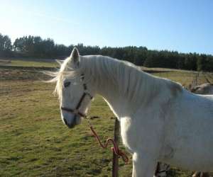 photo Centre equestre Saugues 2553
