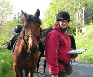 Cheval Des Hautes Terres