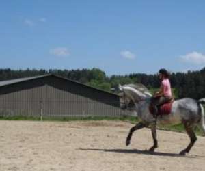 photo Cheval des hautes terres Tence 3078