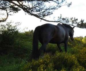 photo Cheval des hautes terres Tence 3081
