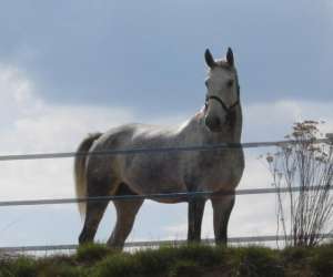 photo Cheval des hautes terres Tence 3083