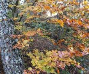 photo Cl�nature Lempdes 3224