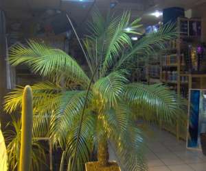 photo Growshop auvergne bio & hydro Clermont Ferrand 3563