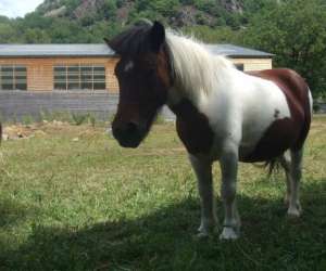 photo Haras du chatelet Antignac 4591