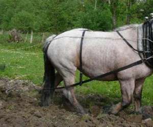 Jardins  Et  Chevaux -  Dcouverte De Latraction Animal