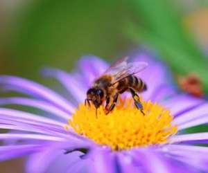 Natureabeille