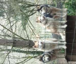 photo Loisirs activits haut cantal evasion Condat 5993