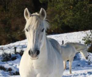 photo Ferme questre & pdagogique de chantaigut Ceilloux 6044