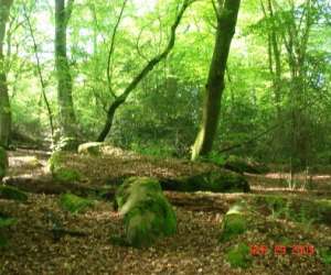 photo Oxygene forme nature Fontainebleau 8465