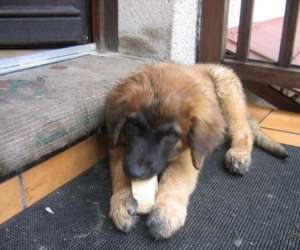 photo Cornet  killian  exposition de chiens  leonberg St Ouen L Aumone 5641