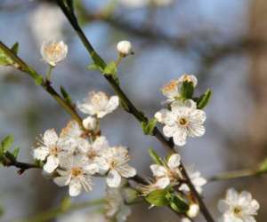 photo Ateliers sauvages et comestibles Viarmes 16599