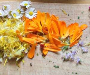 photo Ateliers sauvages et comestibles Viarmes 16603