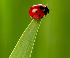 Coccinelle Conseil