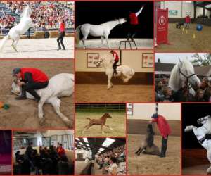 Haras National Des Breviaires -  Visites  Et  Spectacle