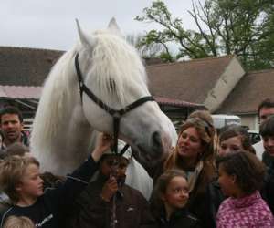 photo Haras national des breviaires -  visites  et  spectacles   Les Breviaires 9950