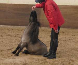 photo Haras national des breviaires -  visites  et  spectacles   Les Breviaires 9952