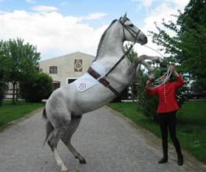 photo Haras national des breviaires -  visites  et  spectacles   Les Breviaires 9953