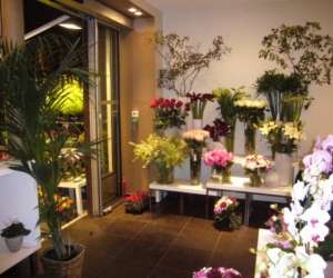 photo Hanami Paris 15eme Arrondissement 10513