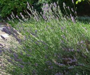 Association  Reprendre Souffle  Relaxation Et Fleurs 