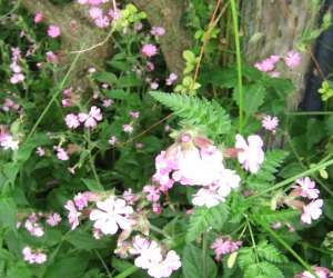 photo Association  reprendre souffle  relaxation et fleurs de bach Juvisy Sur Orge 15104
