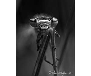 photo Olivierduchene-photographe St Hilliers 17640
